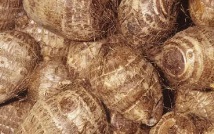 Taro