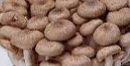 Crab mushroom